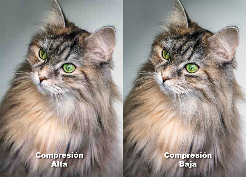 Comparación de la calidad de compresión del formato JPG en la imagen de un gato.